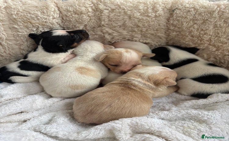 Mixed Breed dogs - Advert 4