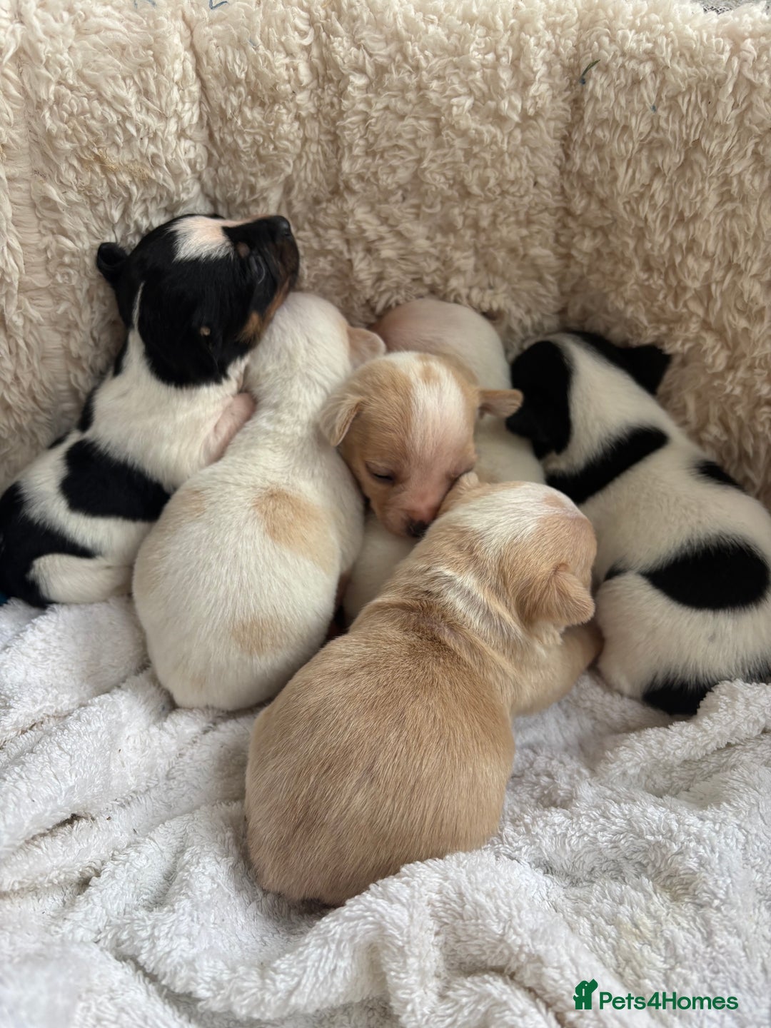 Mixed Breed dogs for sale: Adorable Jack Russel x Chihuahua puppies  - Image 1