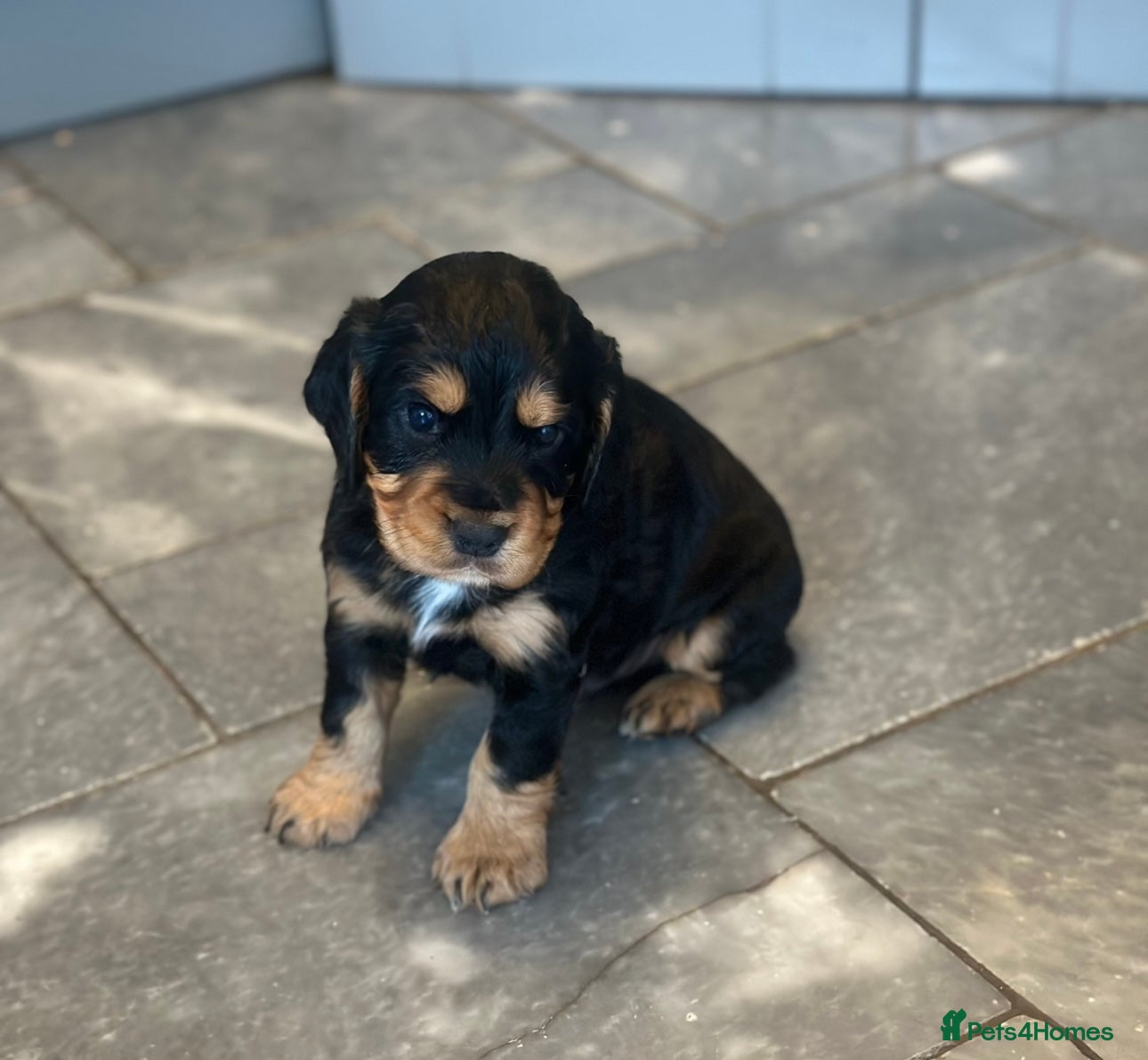 Cocker Spaniel dogs Only 1 black tri coloured male available  - Advert 5