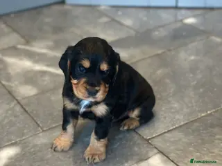 Cocker Spaniel dogs Only 1 black tri coloured male available - Advert 5