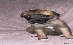 Mixed Breed dogs for sale: Belgian Malinois X Greyhound   - Image 14