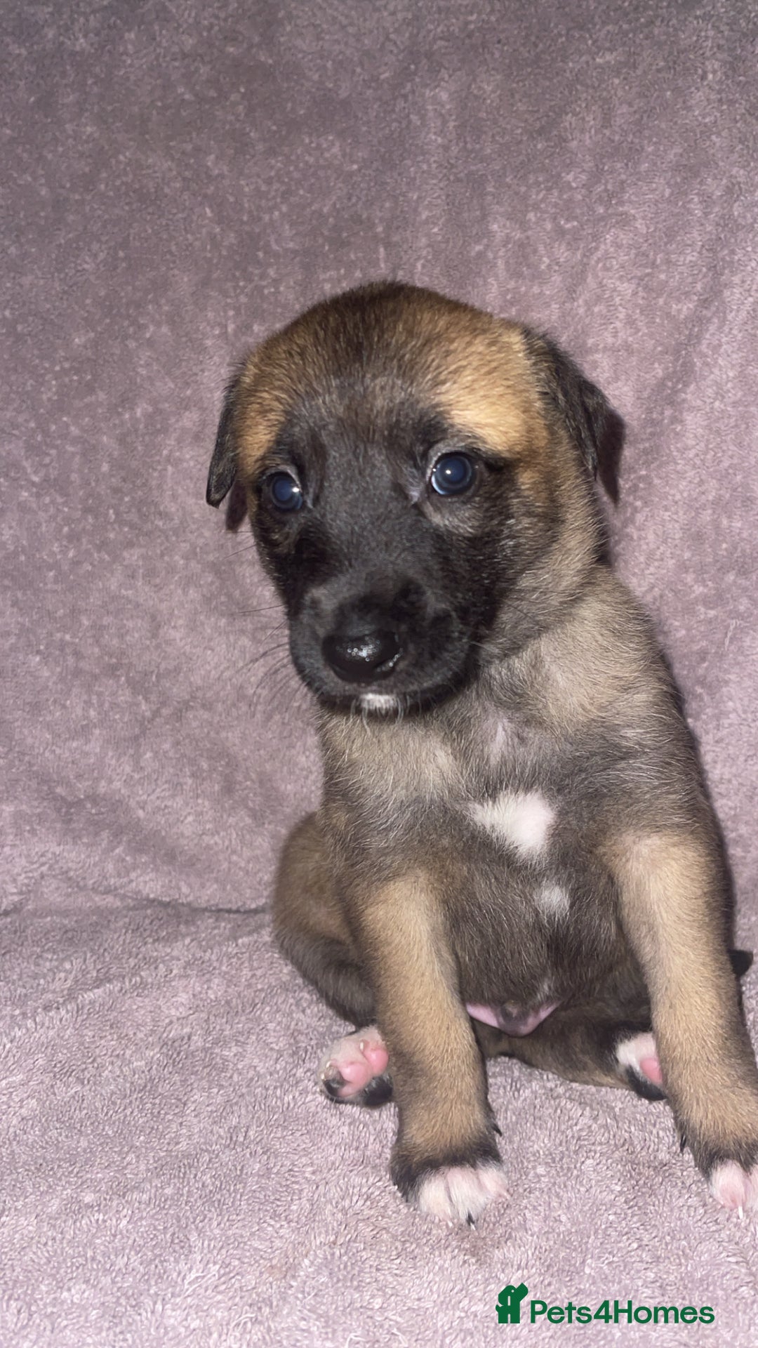 Mixed Breed dogs for sale: Belgian Malinois X Greyhound   - Image 14
