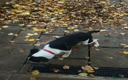 Mixed Breed dogs for sale: Mixed breed  - Image 2