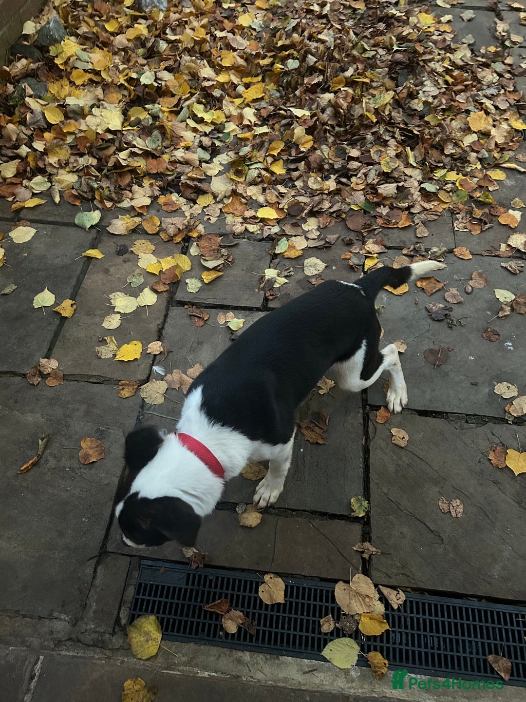 Mixed Breed dogs for sale: Mixed breed  - Image 2