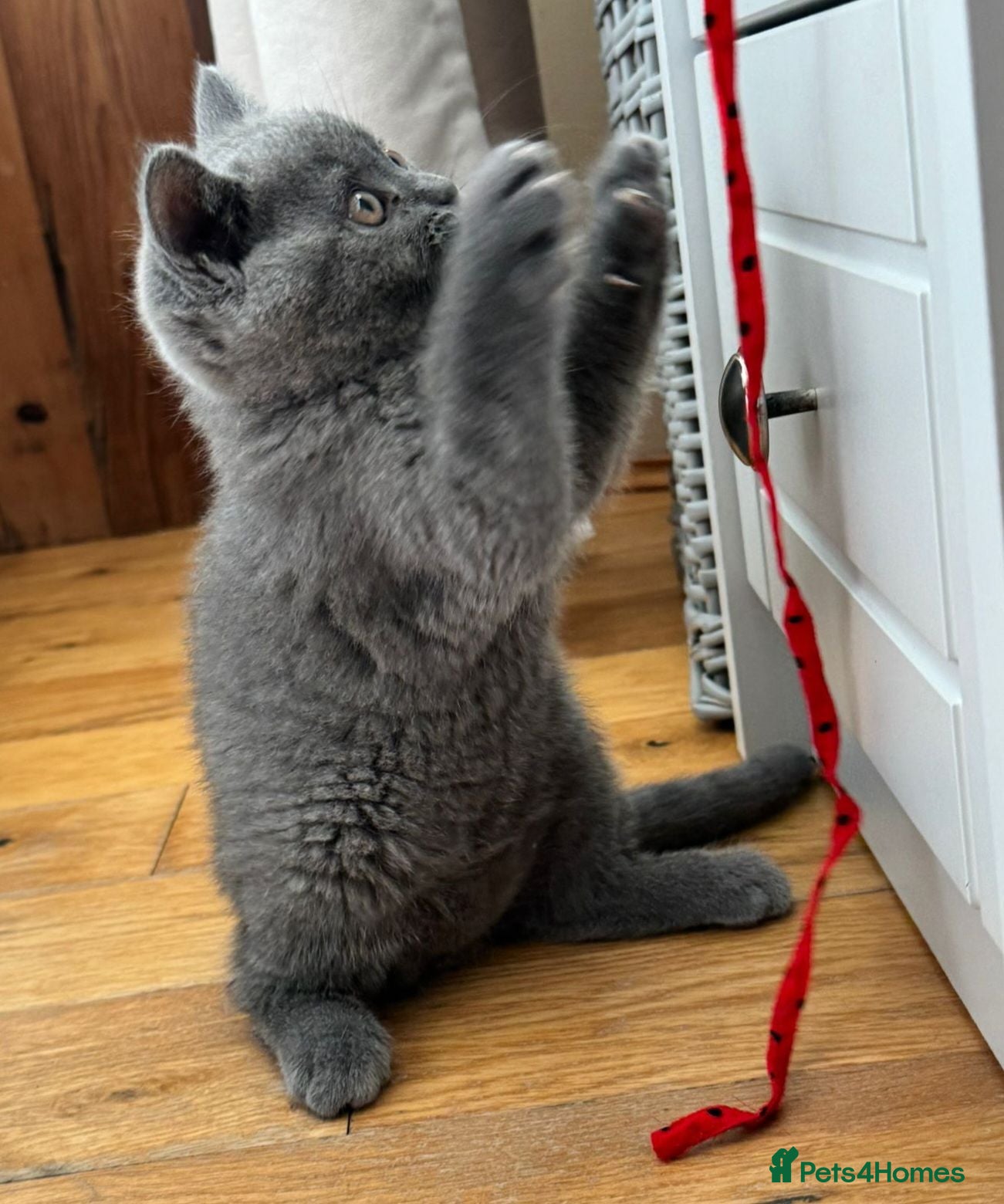 British Shorthair cats BBSH, GCCF : ready to leave ❤️ - Advert 1