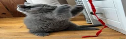 British Shorthair cats for sale: BBSH, GCCF : ready to leave ❤️ - Advert 8