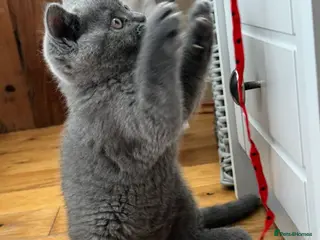 British Shorthair cats BBSH, GCCF : ready to leave ❤️ - Advert 1