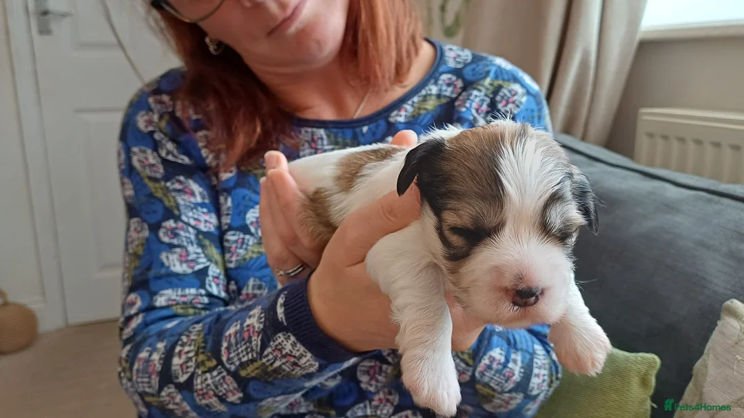 Havanese dogs for sale: Stunning KC registered Havanese puppies - Advert 11