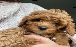 Cavapoo dogs for sale: F1b Cavapoo Puppies - Image 2