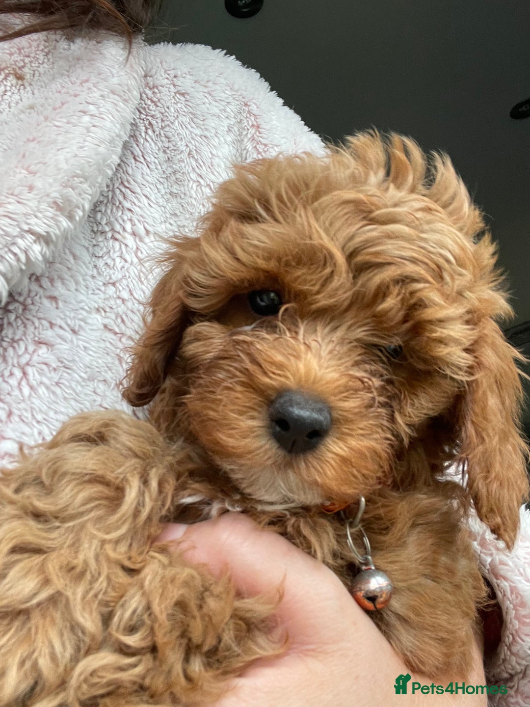 Cavapoo dogs for sale: F1b Cavapoo Puppies - Image 2