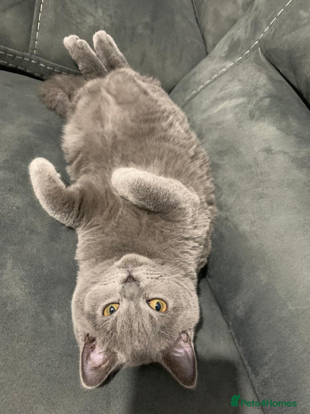 British Shorthair cats for sale: British short hair queen - Advert 5