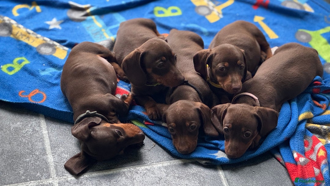 Miniature Dachshund dogs for sale: Miniature Chocolate & Tan Dachshund Quick sale  - Image 21