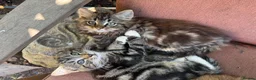 Mixed Breed cats for sale: Beautiful kittens READY NOW  - Advert 4
