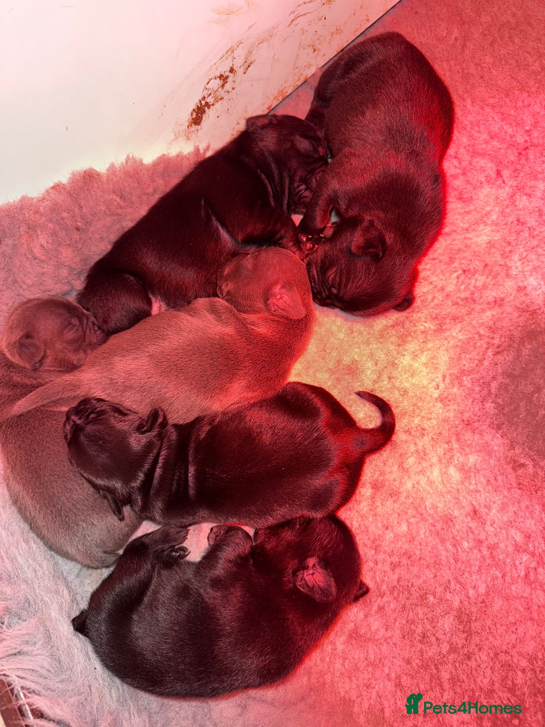 Mixed Breed dogs for sale: French bulldog x Staff  - Advert 4