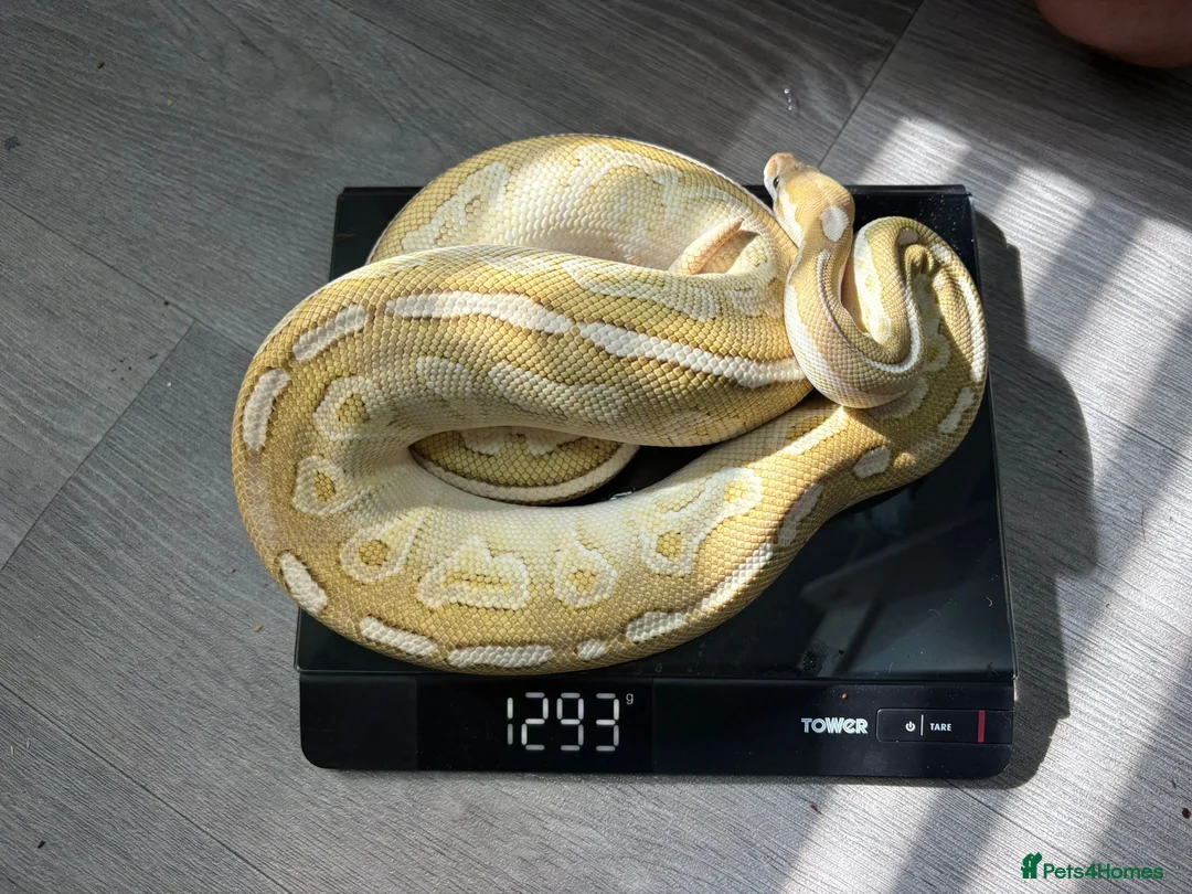 Python Snake reptiles for sale: Ball pythons for sale.  - Advert 2