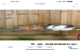 Lionhead rabbits for sale: 2 rabbits 10 months old  - Image 1