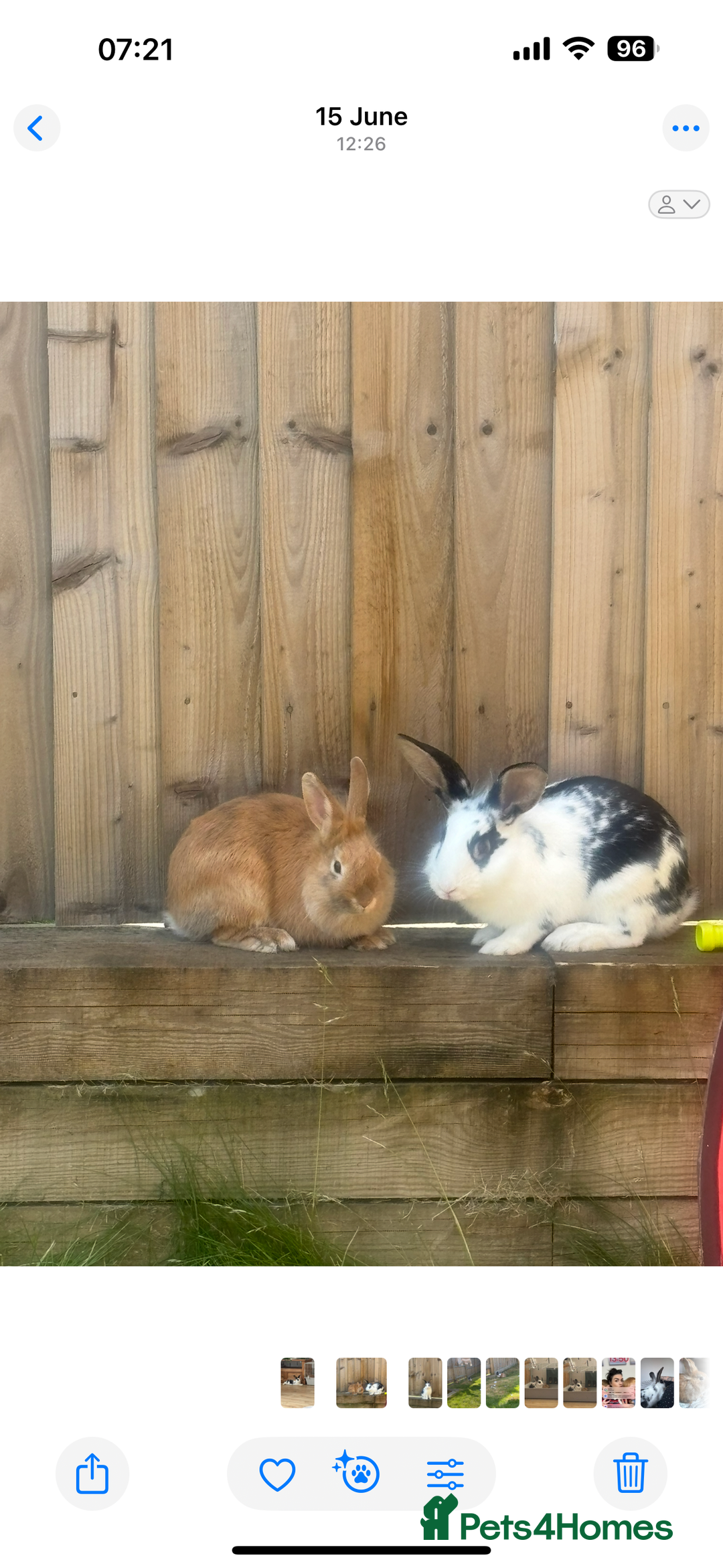 Lionhead rabbits for sale: 2 rabbits 10 months old  - Image 1