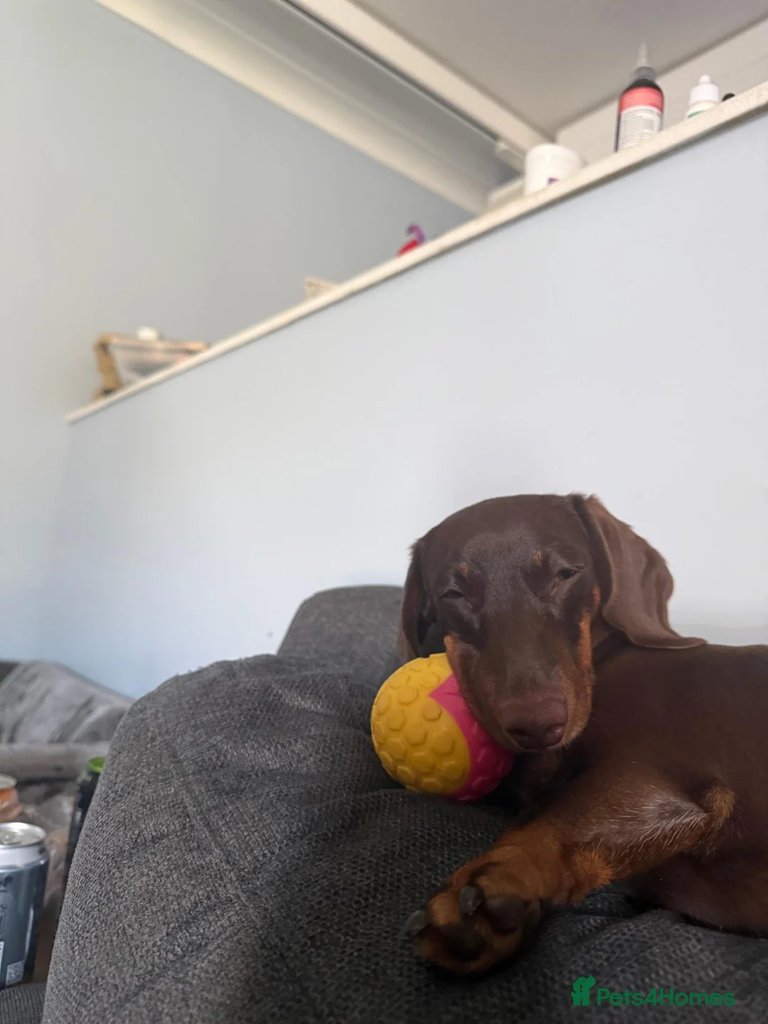Miniature Dachshund dogs for sale: 1-Year-Old Chocolate Miniature Dachshund Enid  in Andover - Advert 4