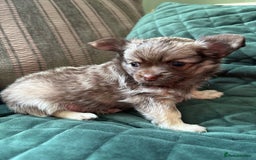 Chihuahua dogs for sale: Gorgeous Fluffy Chihuahua Puppy - Image 9