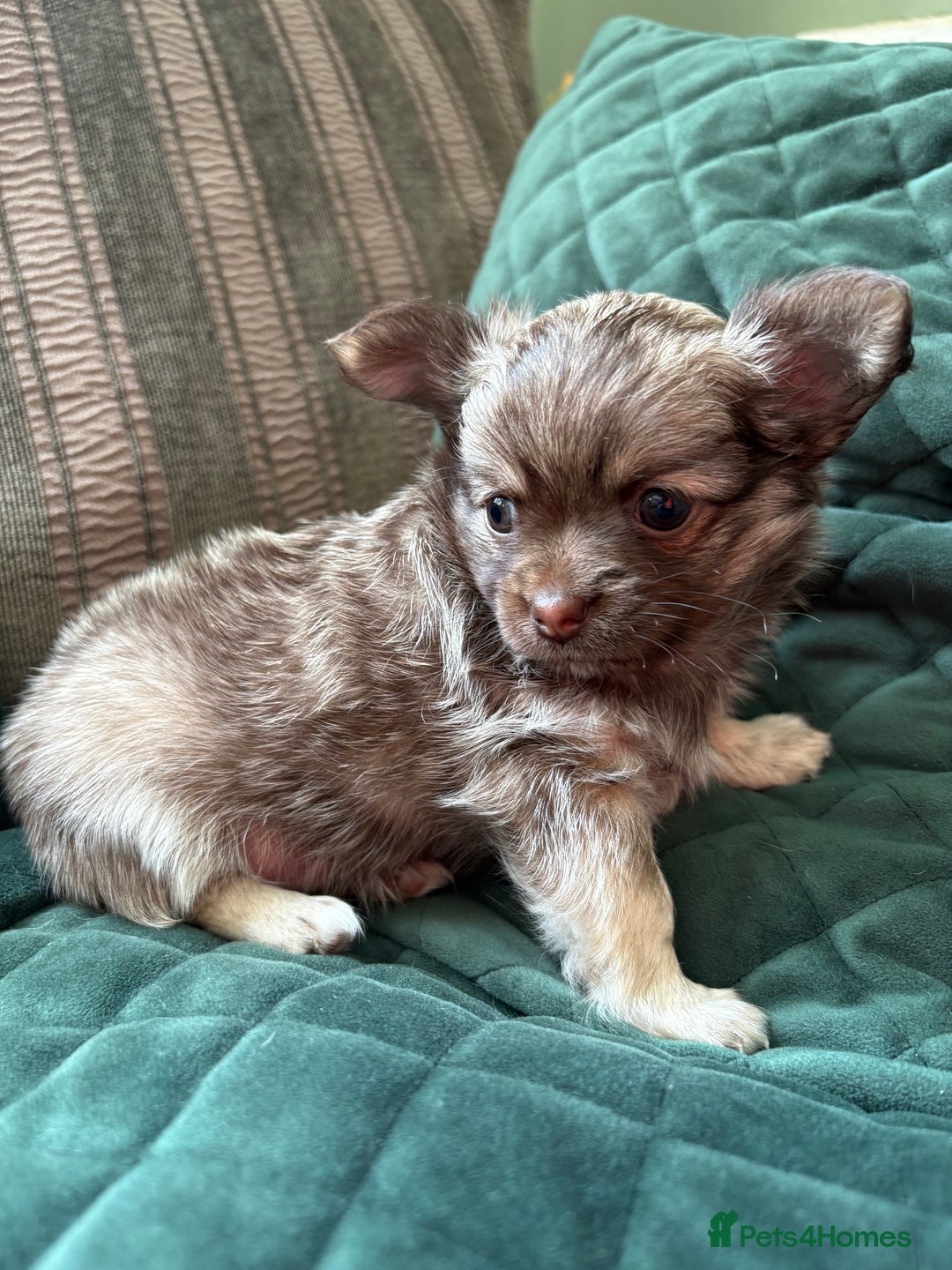 Chihuahua dogs for sale: Gorgeous Fluffy Chihuahua Puppy - Image 9