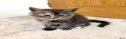 Maine Coon cats for sale: Stunning Fluffy Maine Coons - Advert 28