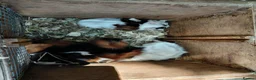 Guinea Pig rodents for sale: Baby guinea-pigs  - Advert 3