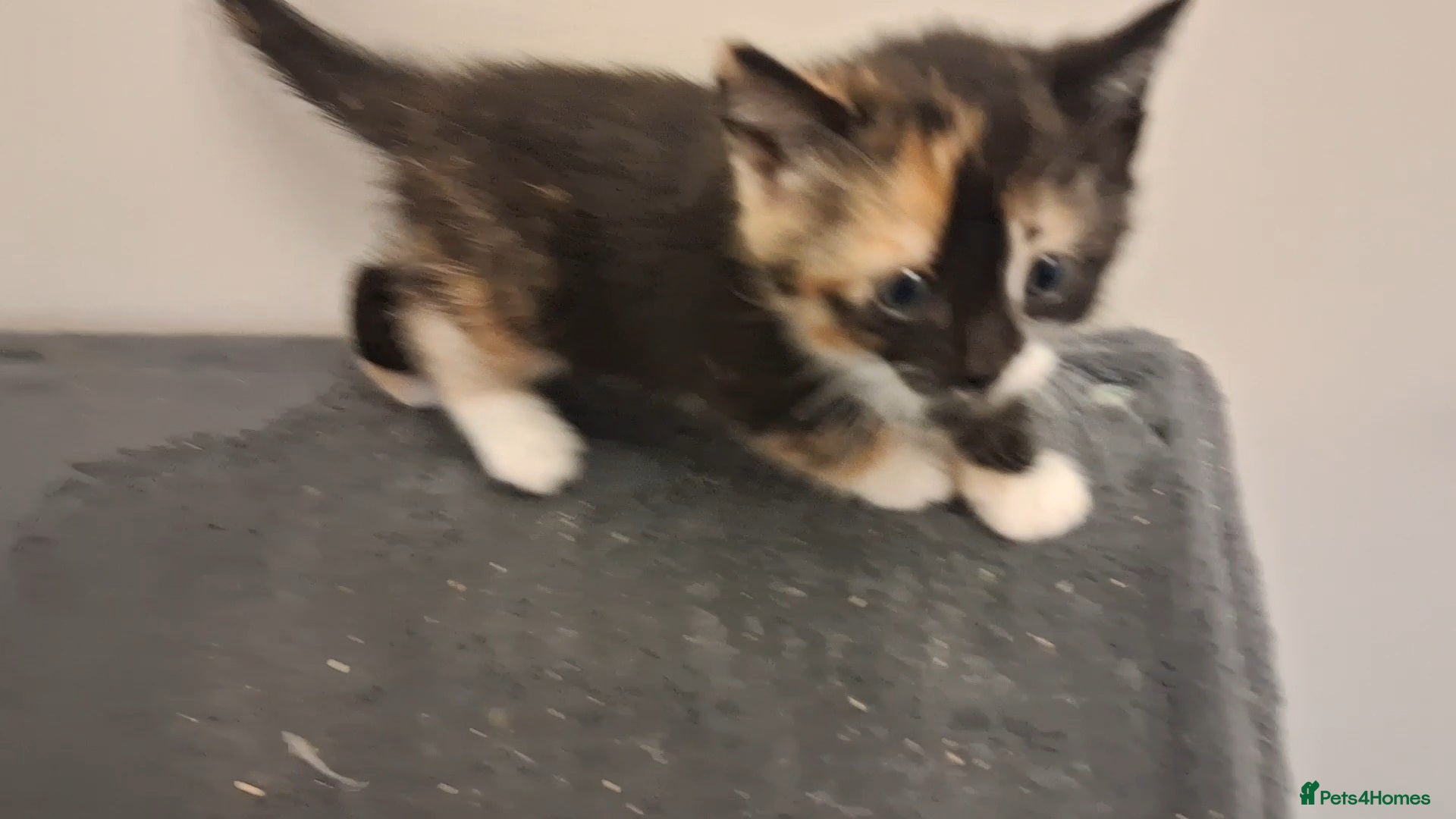 Domestic Shorthair cats for sale: 2 BEAUTIFUL KITTENS AND MUM AVAILABLE - Advert 14