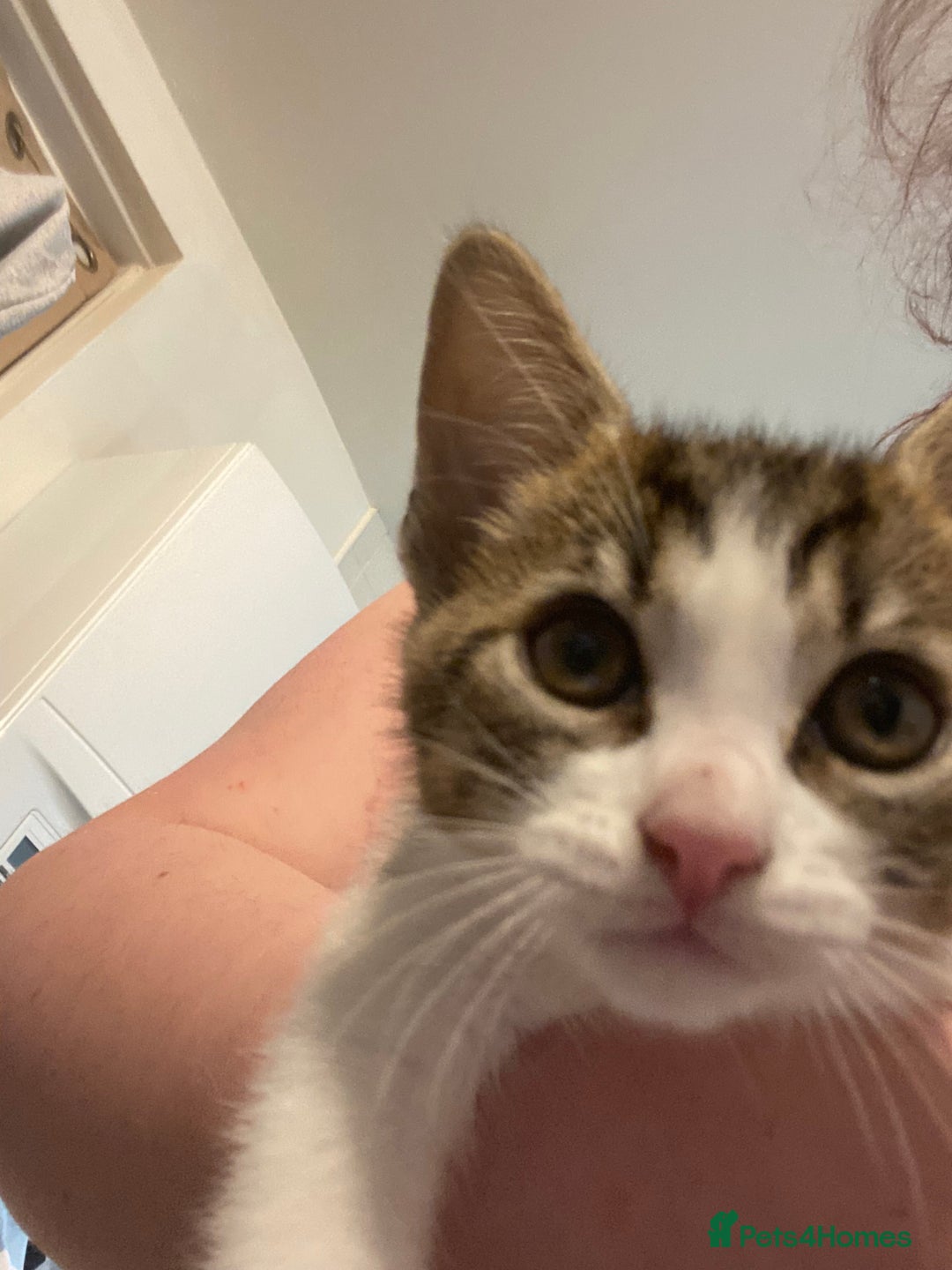 Mixed Breed cats for sale: Kittens mixed breed 2 ❤️ - Advert 7