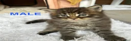 Maine Coon cats for sale: TICA Pedigree Champion Line Maine Coon babies  - Advert 4