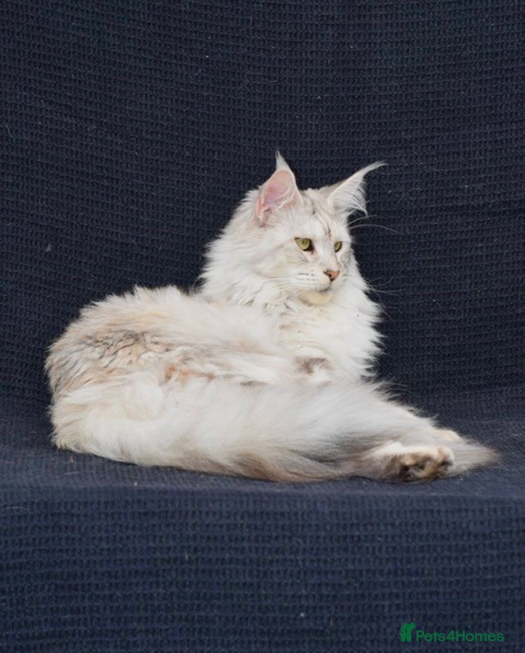 Maine Coon cats for sale: 🐾 TICA-Registered Maine Coon Kittens🐾 - Advert 24