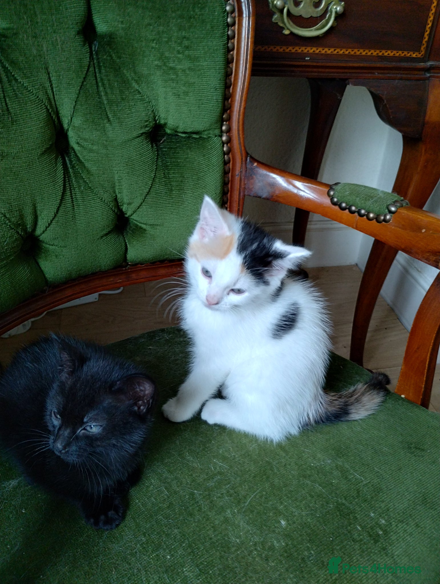 Mixed Breed cats 2 beautiful kittens left - Advert 16
