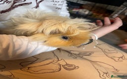 Guinea Pig rodents for sale: Male guinea pigs all different breeds  - Image 5