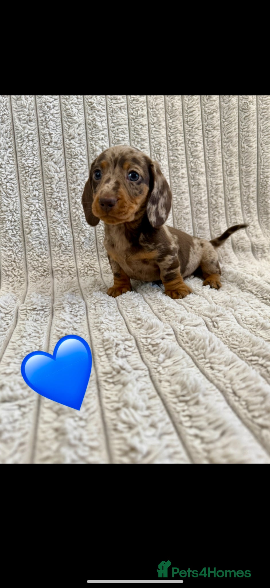 Miniature Dachshund dogs Quality long hair minature dachshund looking 🏡 - Advert 2