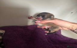 Pomeranian dogs for sale: 1 BOY 1 GIRL POMERANIAN PUPPIES AVAILABLE  - Image 33