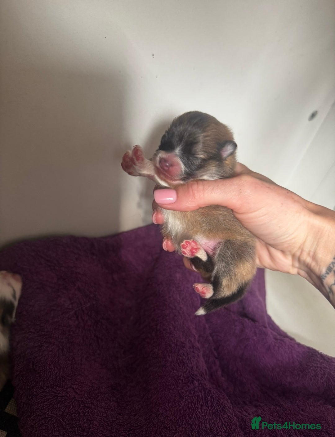Pomeranian dogs for sale: 1 BOY 1 GIRL POMERANIAN PUPPIES AVAILABLE  - Image 33