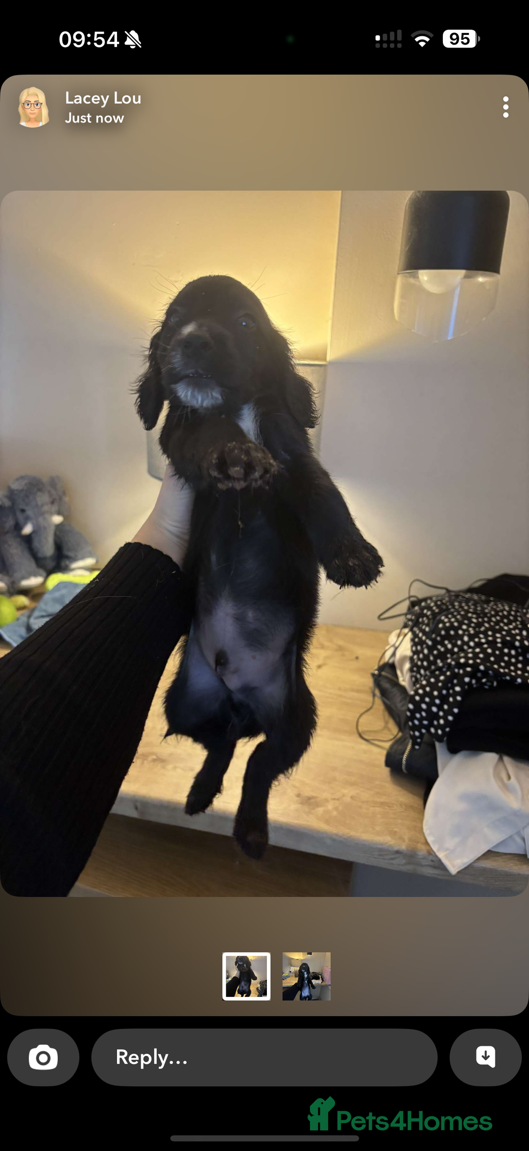 Cocker Spaniel dogs for sale: REDUCED Cocker spaniel puppies  - Image 4