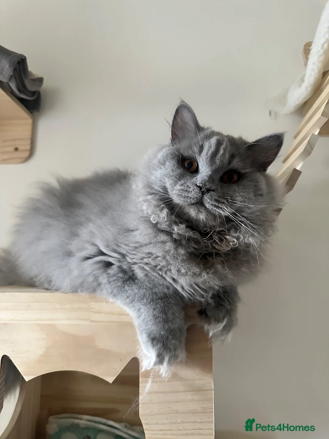 British Longhair cats for stud: 🐾 BRITISH LONGHAIR STUD CAT AVAILABLE 🐾 - Advert 4