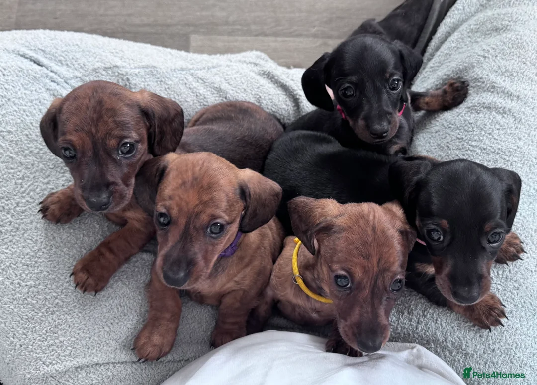Miniature Dachshund dogs for sale: Gorgeous girls Mini Dachshund  - Advert 1