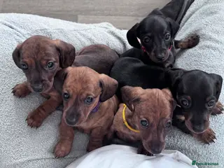 Miniature Dachshund dogs Gorgeous girls Mini Dachshund - Advert 13