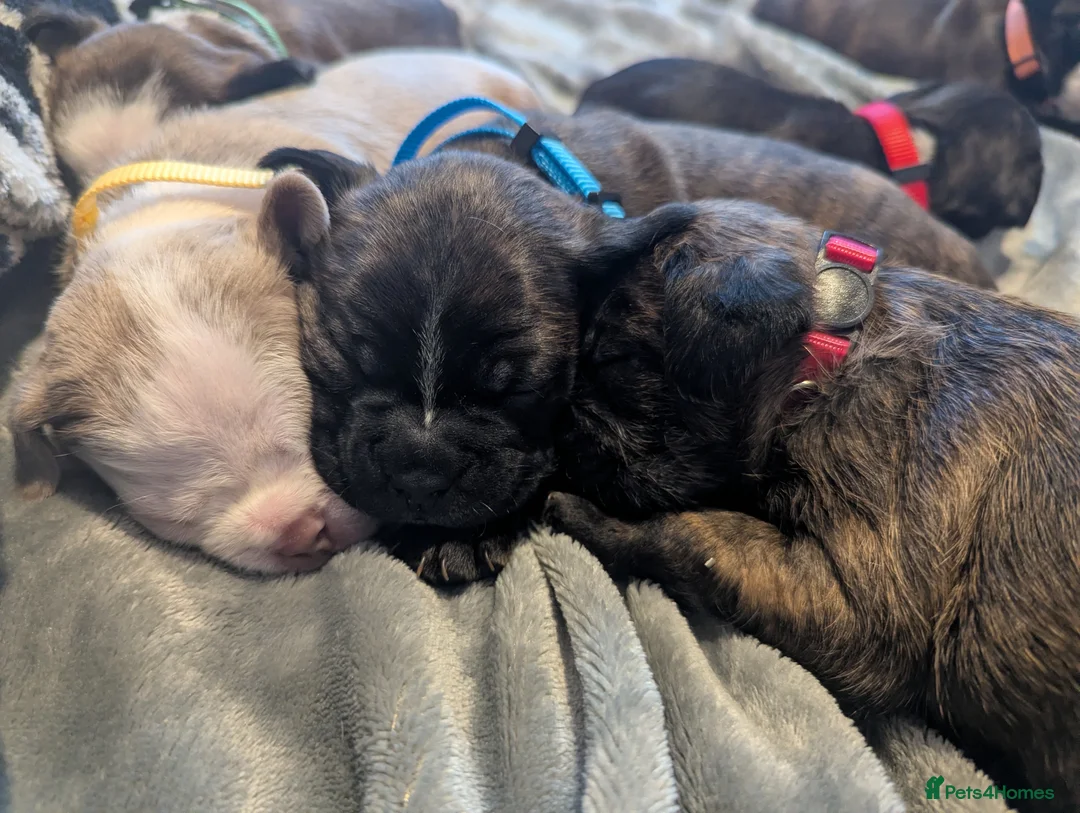Boston Terrier dogs for sale: Boston X  - Advert 10