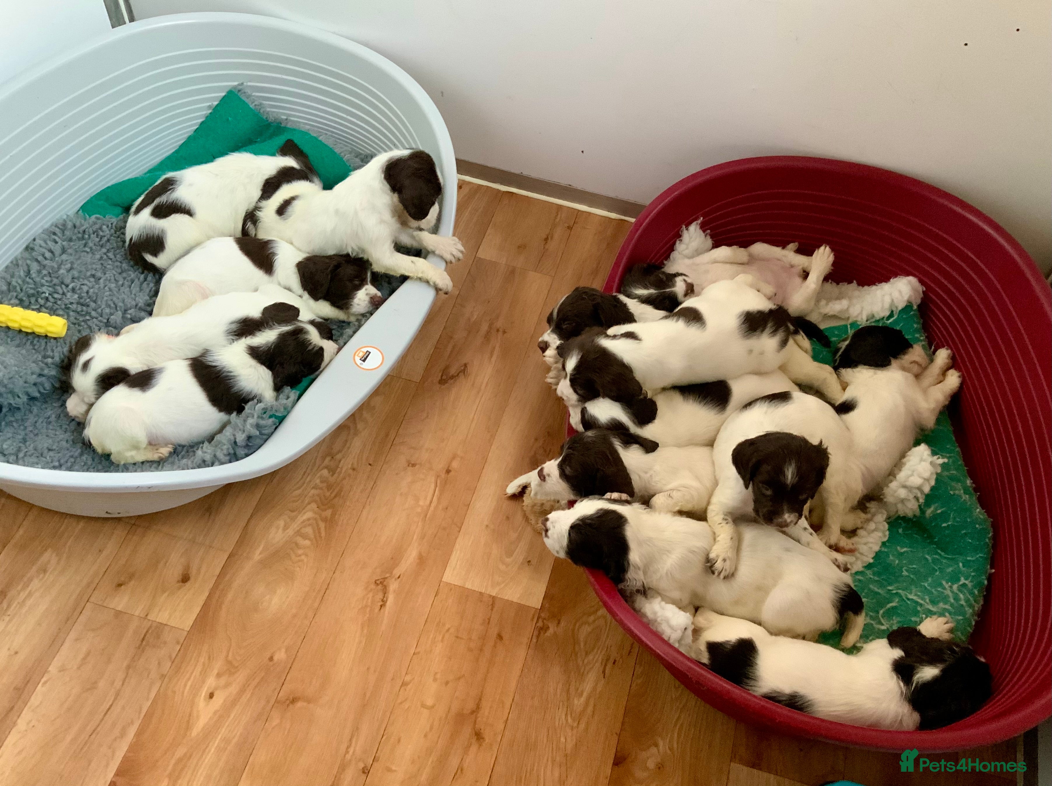 English Springer Spaniel dogs Springer Spaniel Puppies - Advert 14