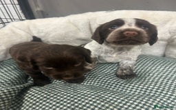 Cocker Spaniel dogs for sale: Beautiful KC Roan Working Type Cocker Puppies - Image 9