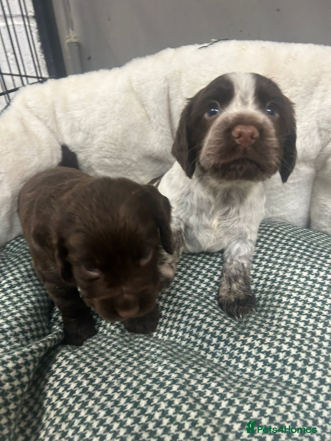 Cocker Spaniel dogs for sale: Beautiful KC Roan Working Type Cocker Puppies - Image 9