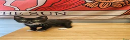 Mixed Breed cats for sale: KITTENS FOR SALE READY TO LEAVE NOW - Advert 14