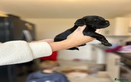 Cocker Spaniel dogs for sale: Cocker spaniels ( show type)  - Image 10