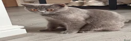 British Shorthair cats for sale: 🐾 5 Gorgeous Female British Shorthair Kittens 🐾 - Advert 2