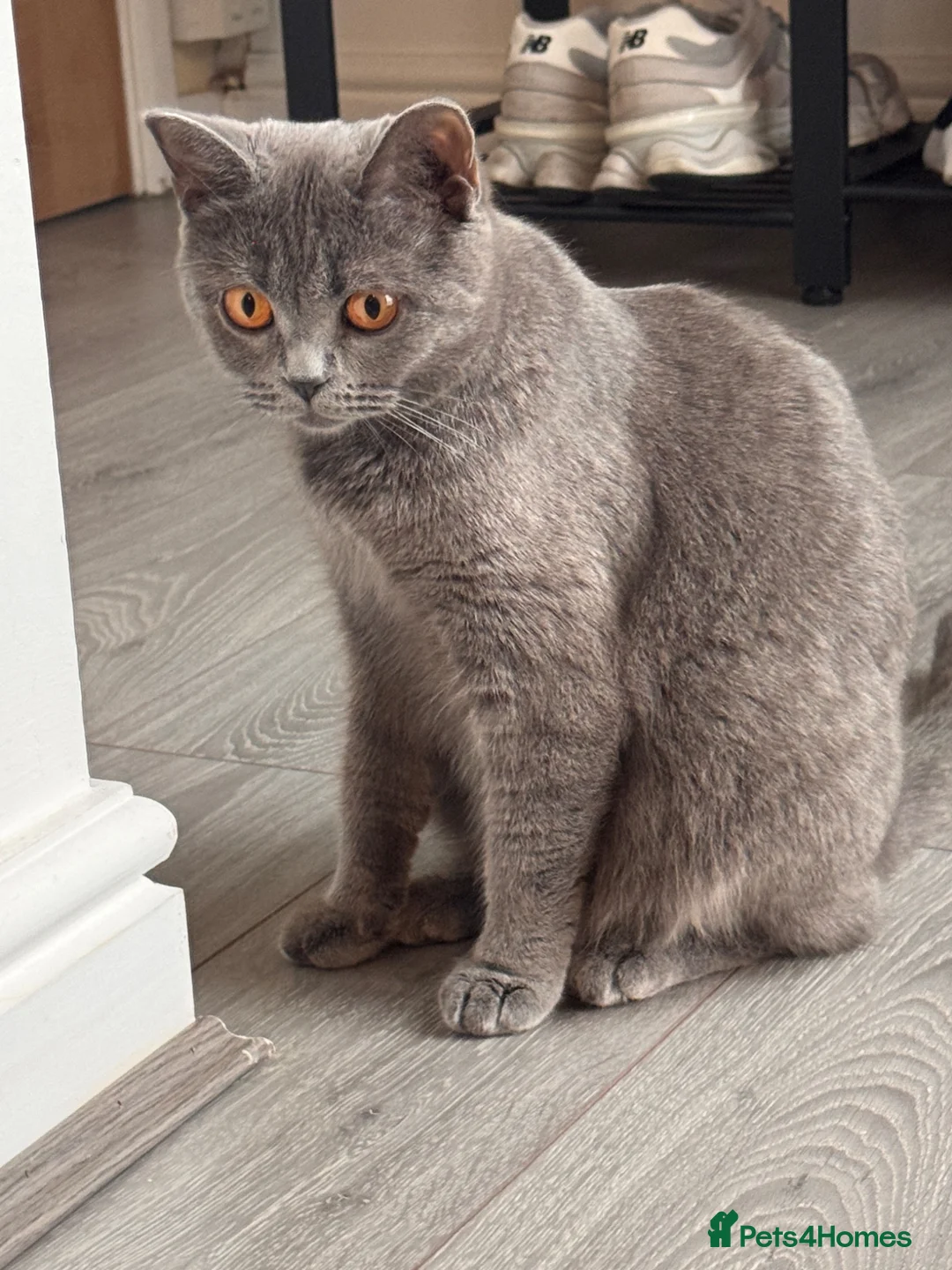 British Shorthair cats for sale: 🐾 5 Gorgeous Female British Shorthair Kittens 🐾 - Advert 2