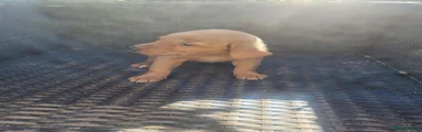 Fox Red boy 2