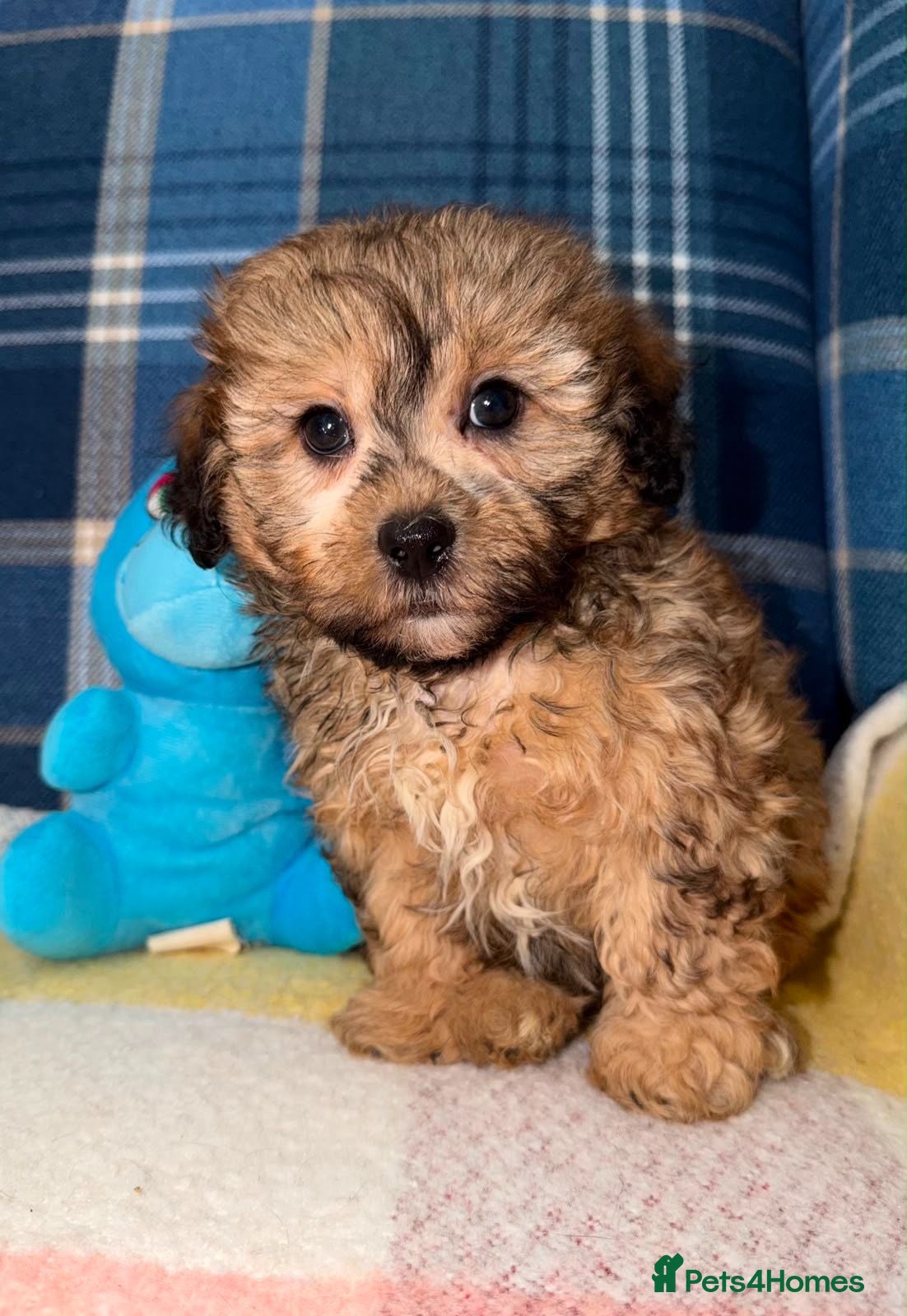 Shihpoo dogs 💜🧡💛Stunning Shihpoo Puppies Ready Now💛🧡💜 - Advert 1