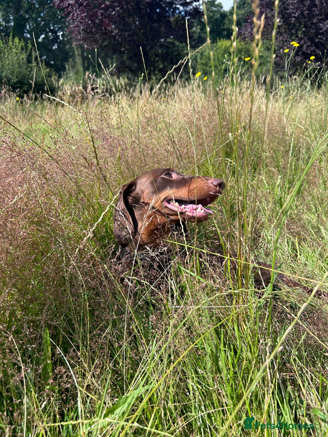 Dachshund dogs for stud: Chocolate and tan standard smooth haired dachshund - Image 5